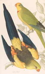 Schwarzschwanzsittich, Polytelis melanura, und Grünlauchsittich, Polytelis barranandi